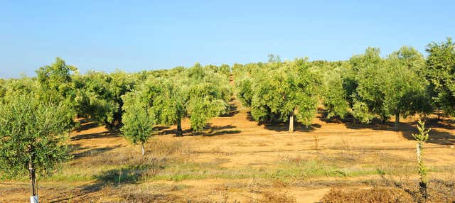 Visita alla tenuta Herriza de La Lobilla + Degustazione di olio