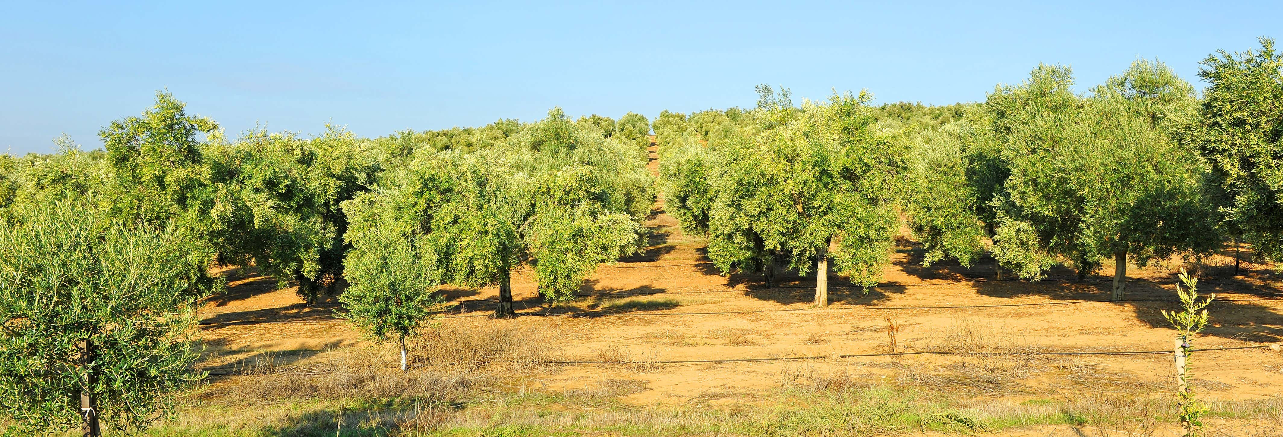 Herriza de La Lobilla Visit + Olive Oil Tasting