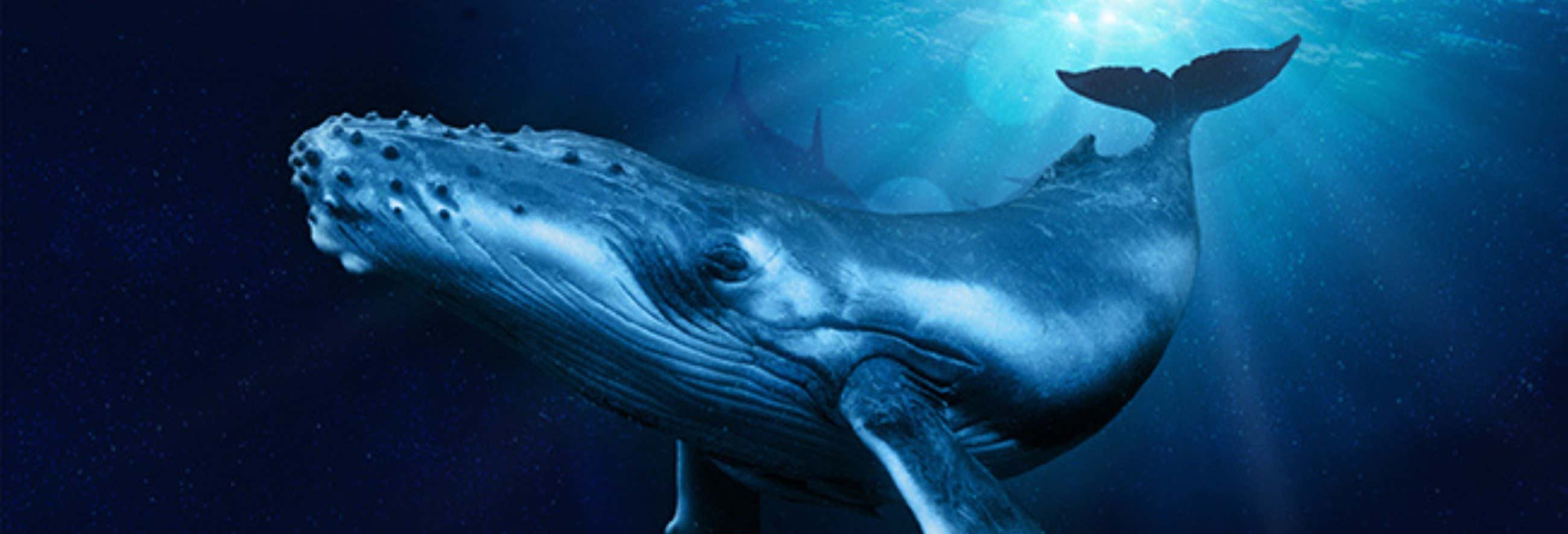 Palma Aquarium Tickets