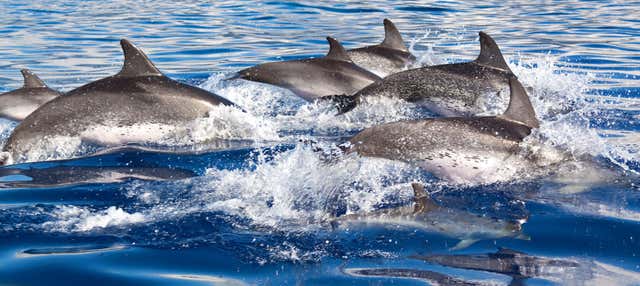Avvistamento di delfini nel sud di Maiorca