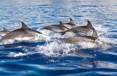 Dolphin Watching in South Mallorca