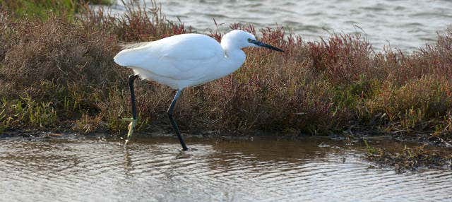 Escursione al Delta dell'Ebro + Giro in barca