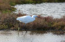 Delta del Ebro Day Trip & Boat Ride