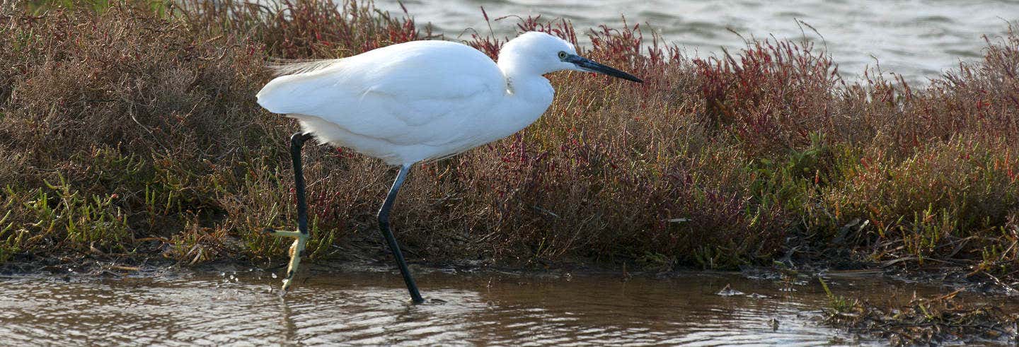 Delta del Ebro Day Trip & Boat Ride