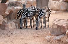 Valencia and Bioparc Day Trip