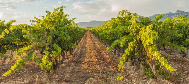 Visita alle cantine Dominio Lubiano