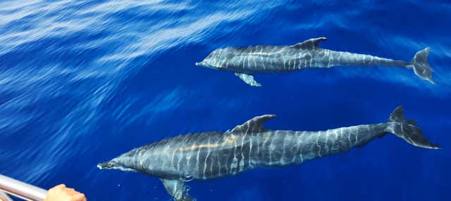 Giro in yacht con avvistamento di cetacei