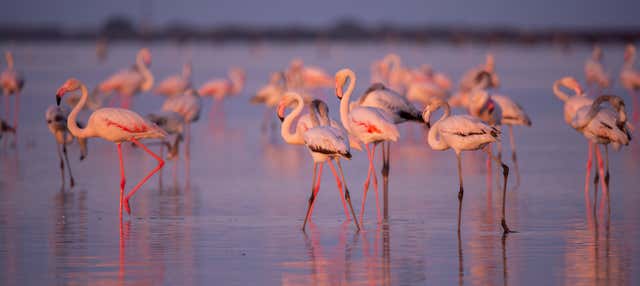 Avvistamento di fenicotteri nel Delta dell'Ebro al tramonto