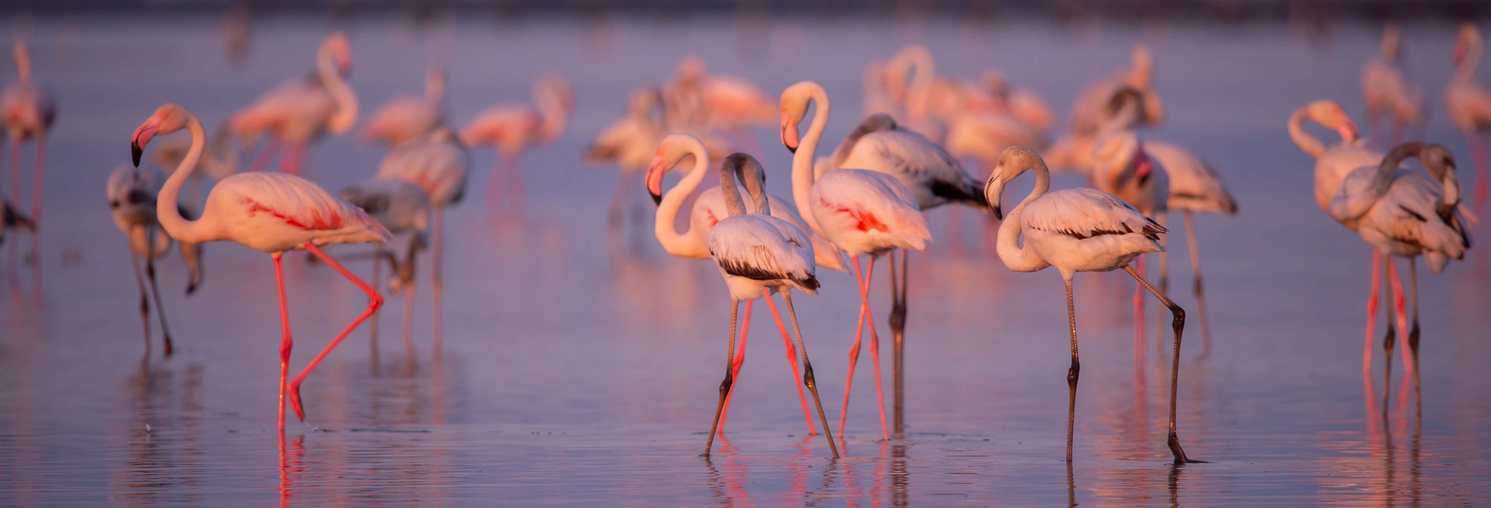 Flamingo-Watching in the Ebro Delta at Sunset