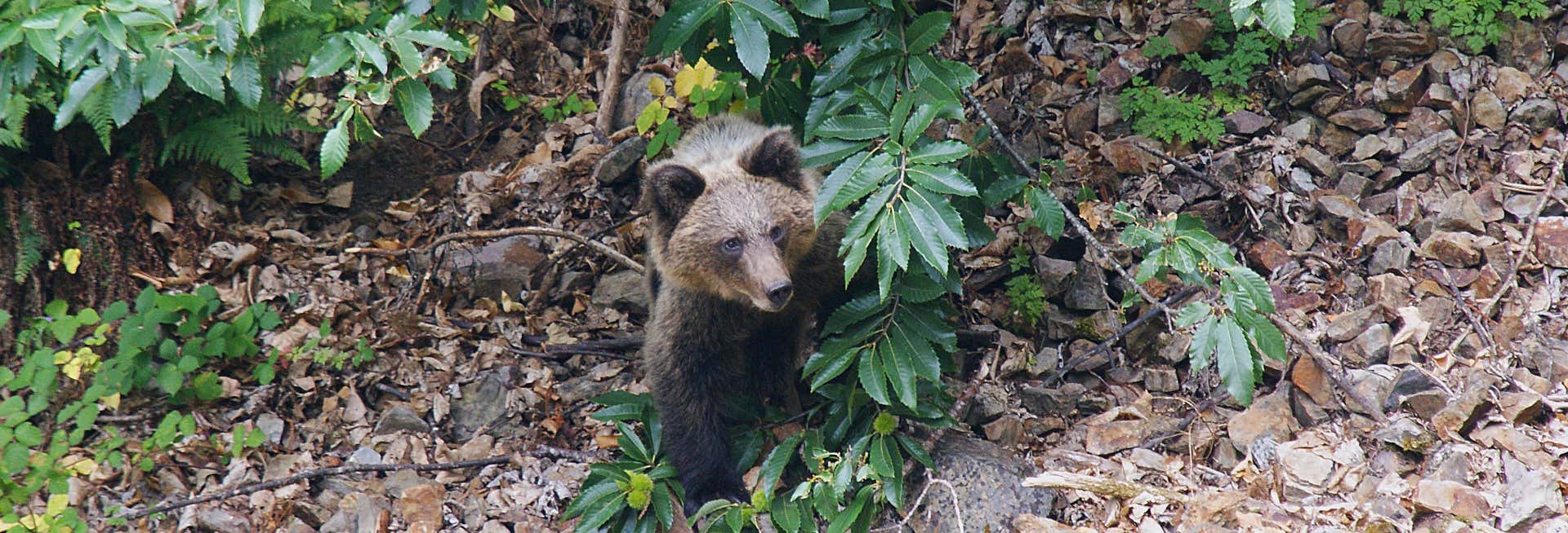 Cantabrian Brown Bear Sighting