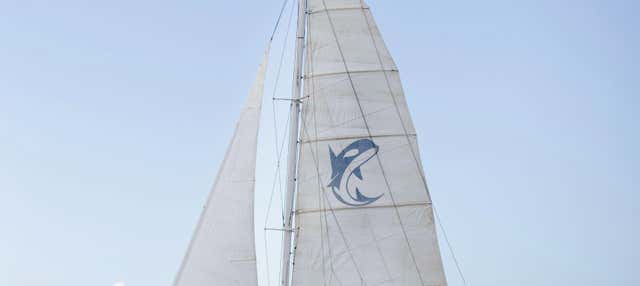 Avvistamento di delfini al tramonto in Puerto Calero