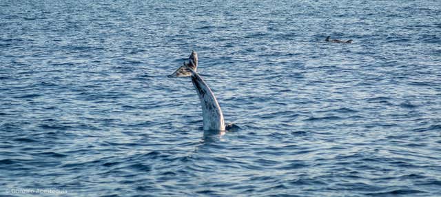 Avvistamento di delfini e balene a Puerto Calero