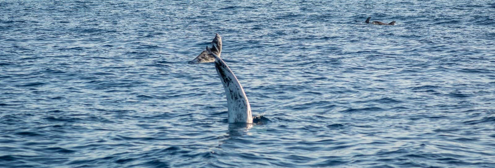 Whale & Dolphin Watching in Puerto Calero