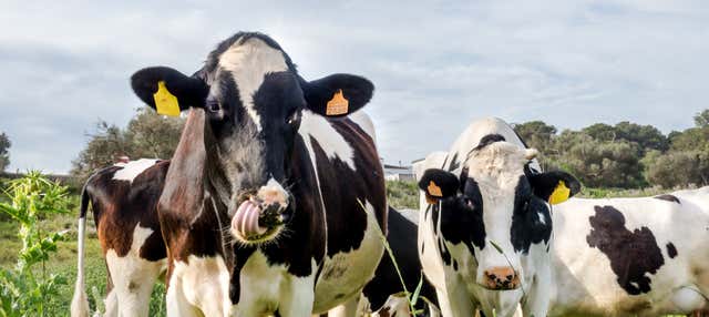 Visita guidata al caseificio Subaida
