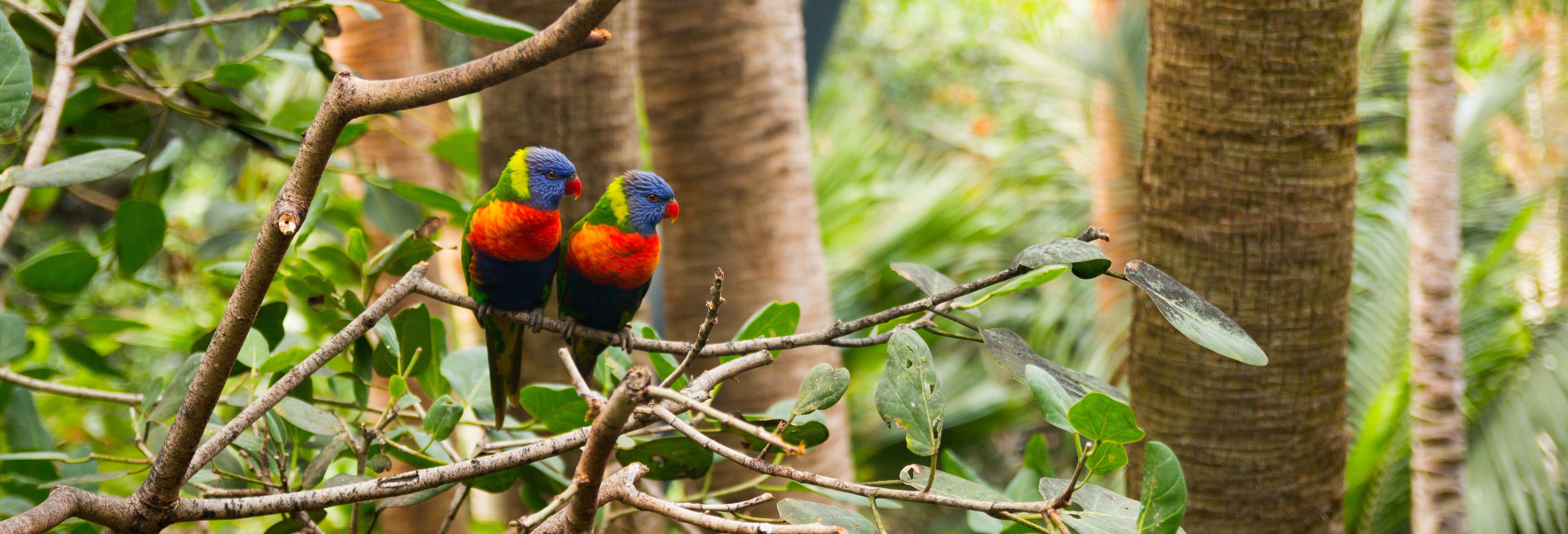 Loro Parque Entrance Ticket