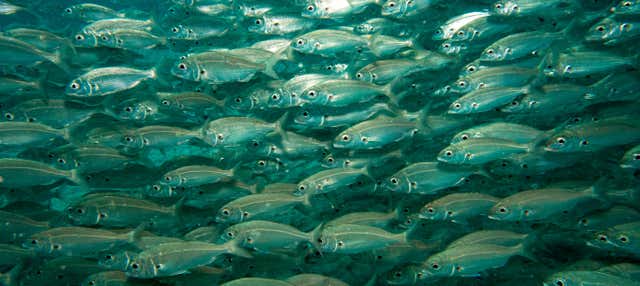 Corso PADI Discover Scuba Diving a Puerto del Carmen