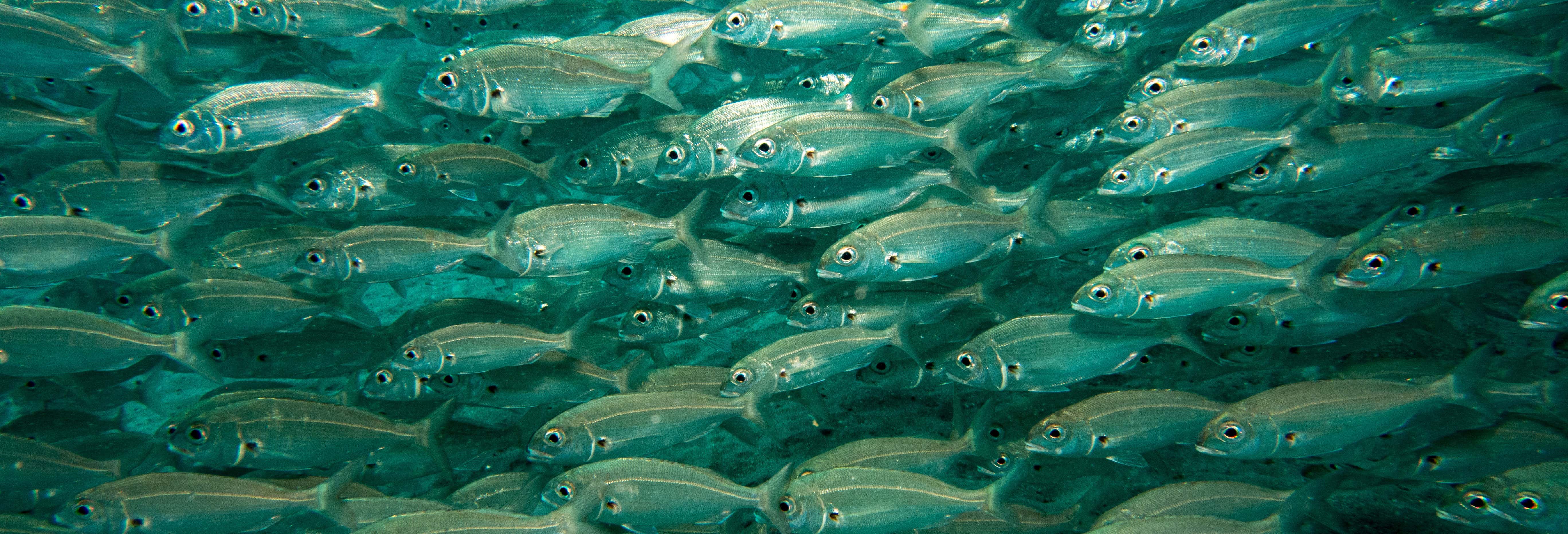 Puerto del Carmen PADI Discover Scuba Diving Course