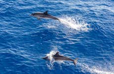Dolphin & Whale Watching in a Glass Bottom Boat