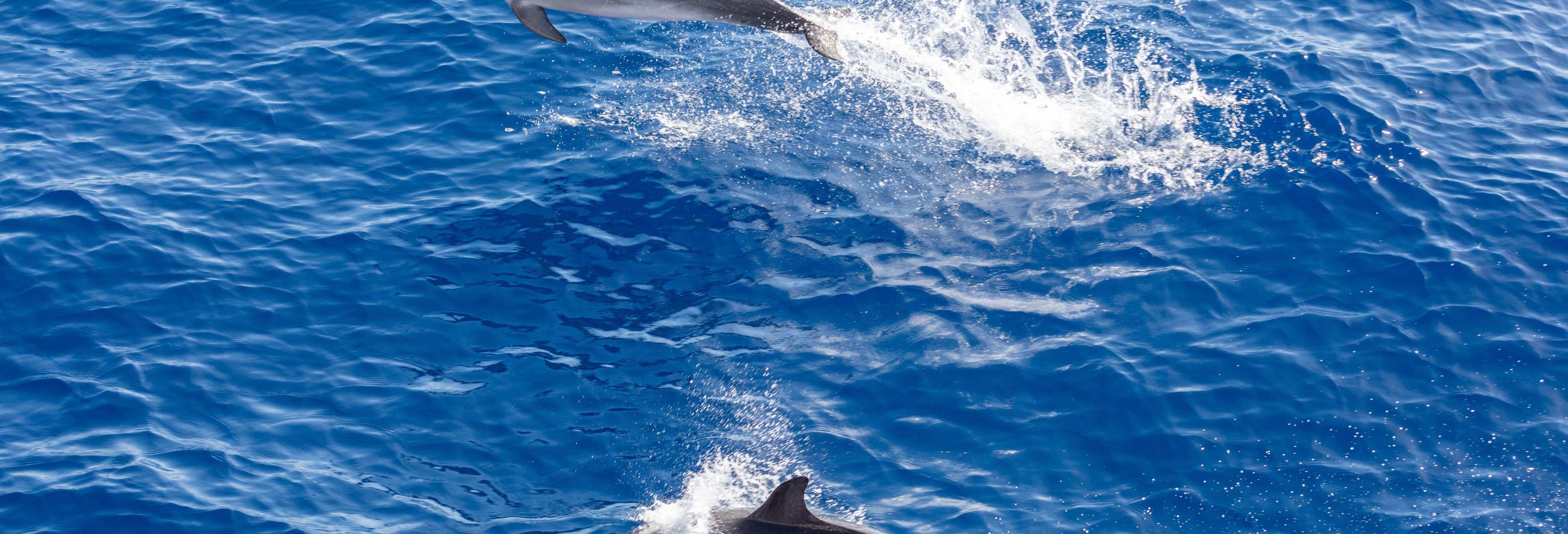 Dolphin & Whale Watching in Gran Canaria