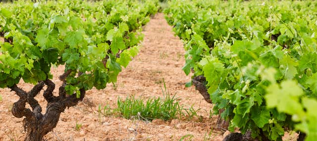 Visita alla cantina Pago de Tharsys