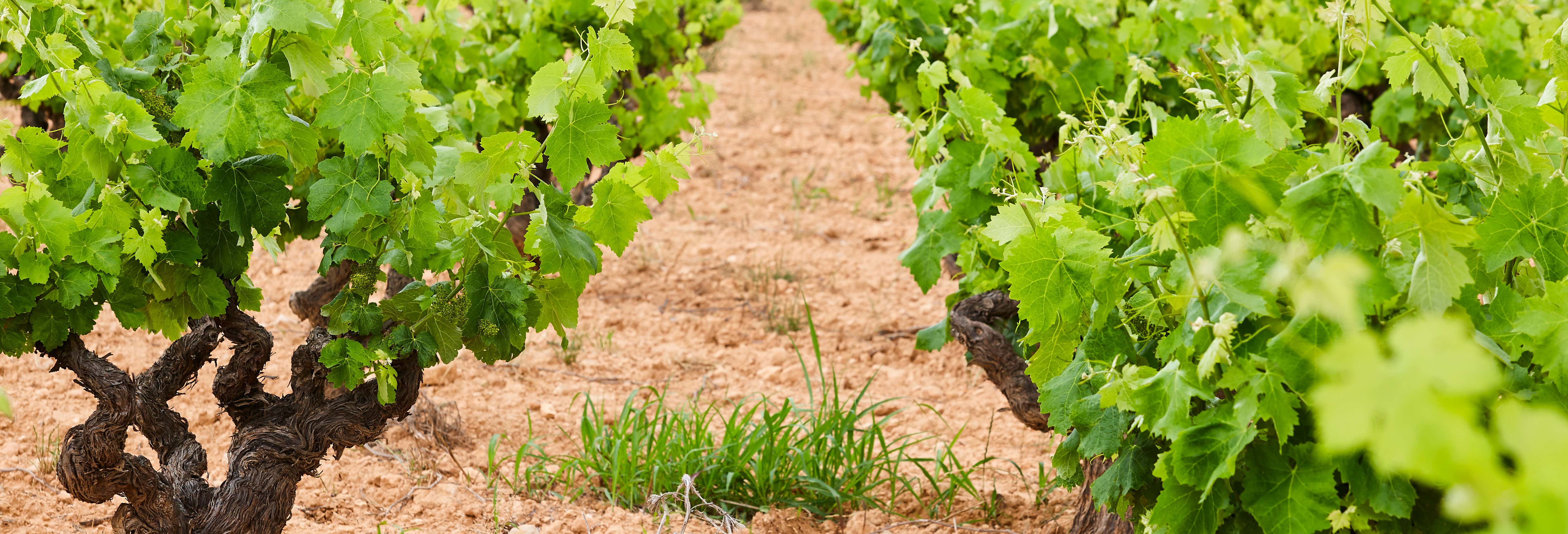 Visita alla cantina Pago de Tharsys