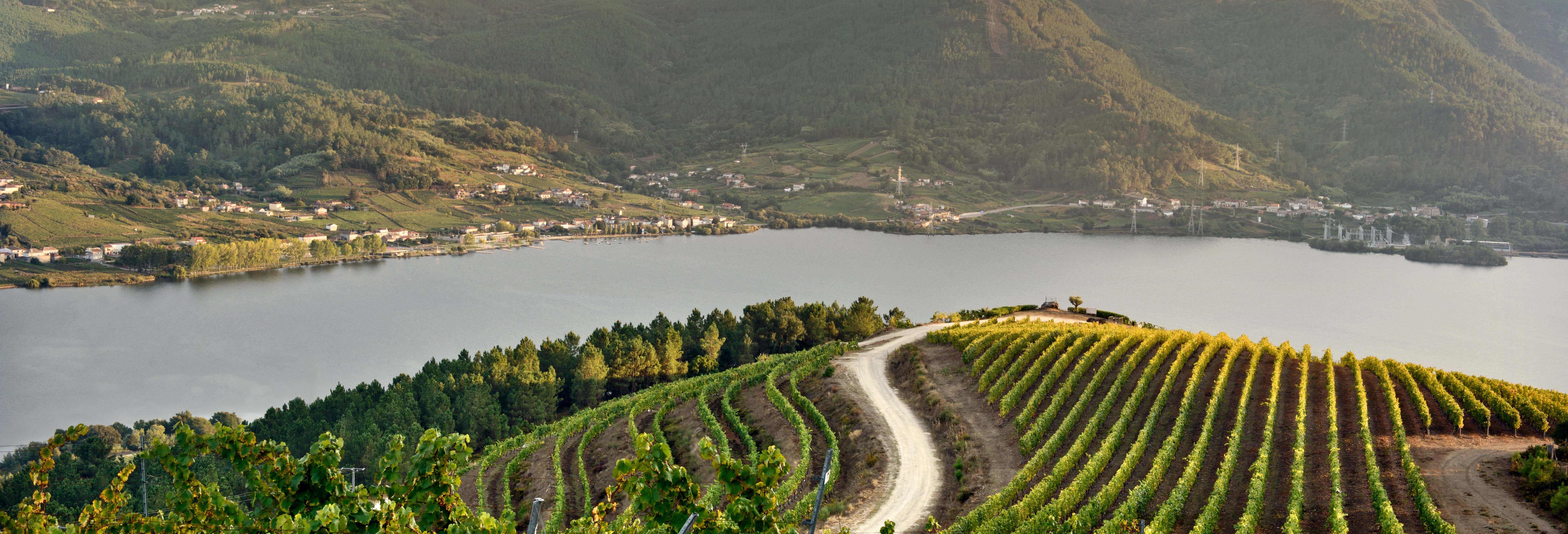 Visita della cantina Viña Costeira