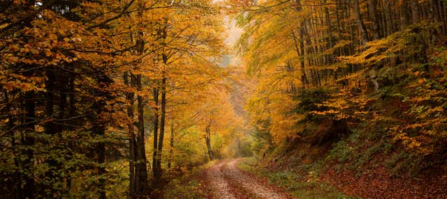 Noleggio bici elettrica nella Selva de Irati