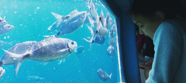 Giro in barca a Cabo Norfeu e Cala Jóncols