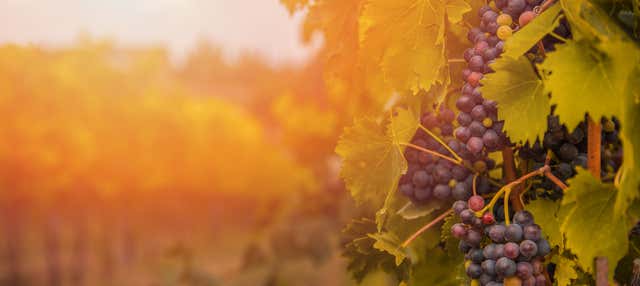 Visita guidata delle cantine Menade