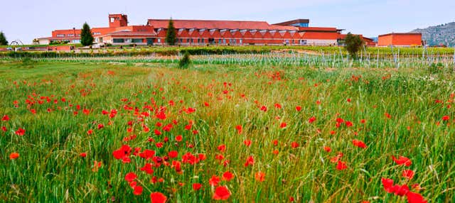 Visita della cantina ENATE