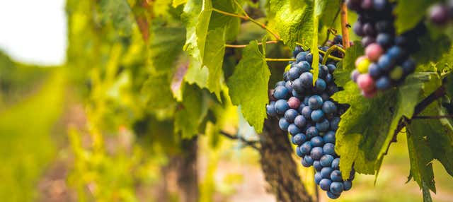 Escursione a una cantina del Priorat