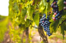 Priorat Winery Day Trip