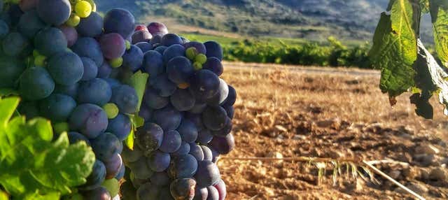 Visita delle cantine J.F. Iradier