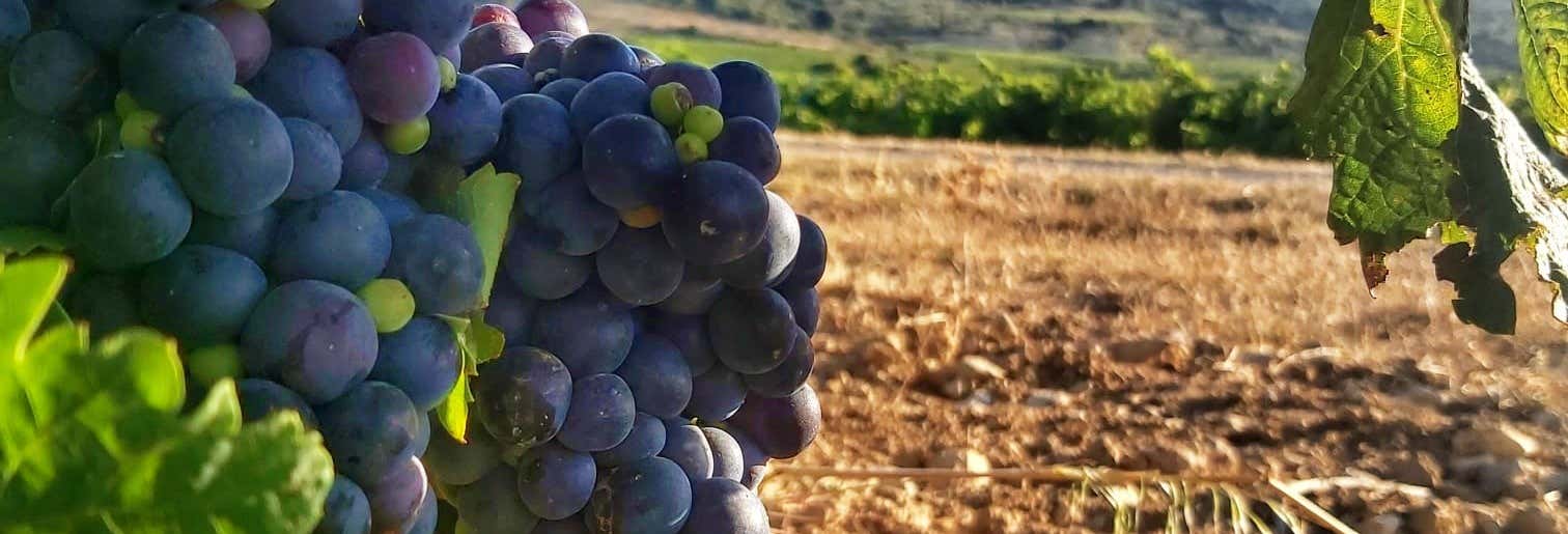 J.F. Iradier Winery Tour