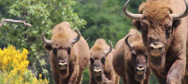 Tour del Centro d'Interpretazione del Bisonte Europeo