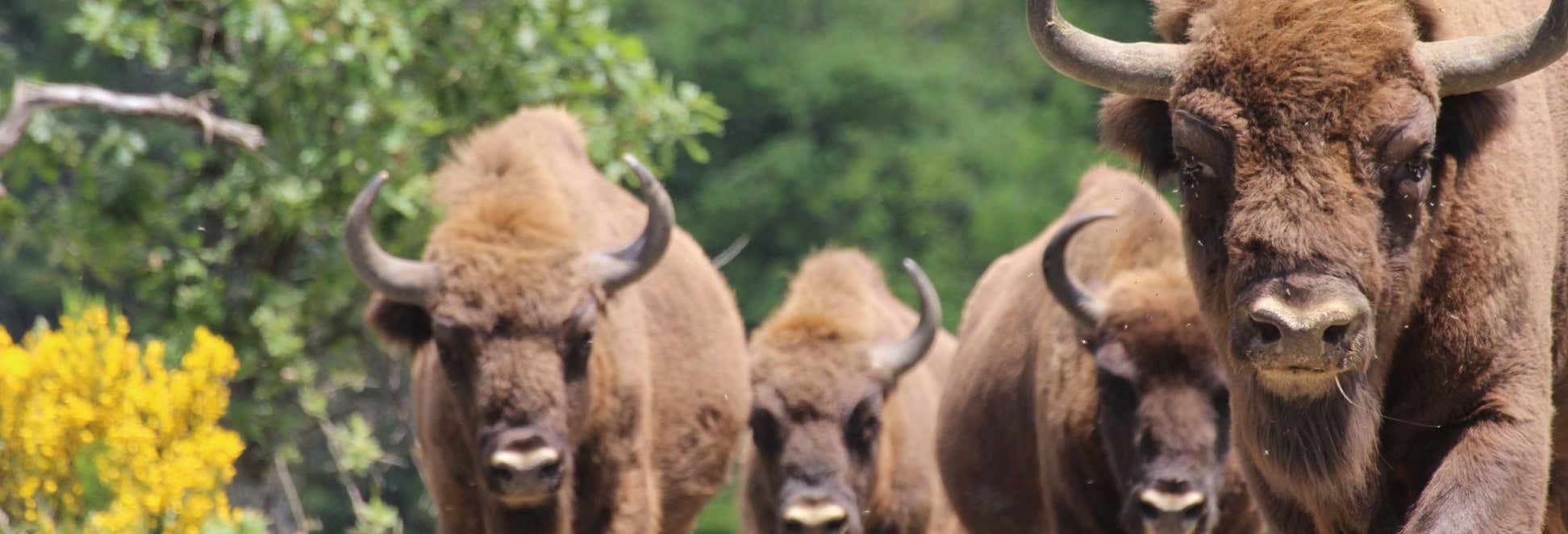 Tour del Centro d'Interpretazione del Bisonte Europeo