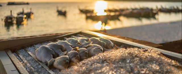 Pesca en el Mar Menor