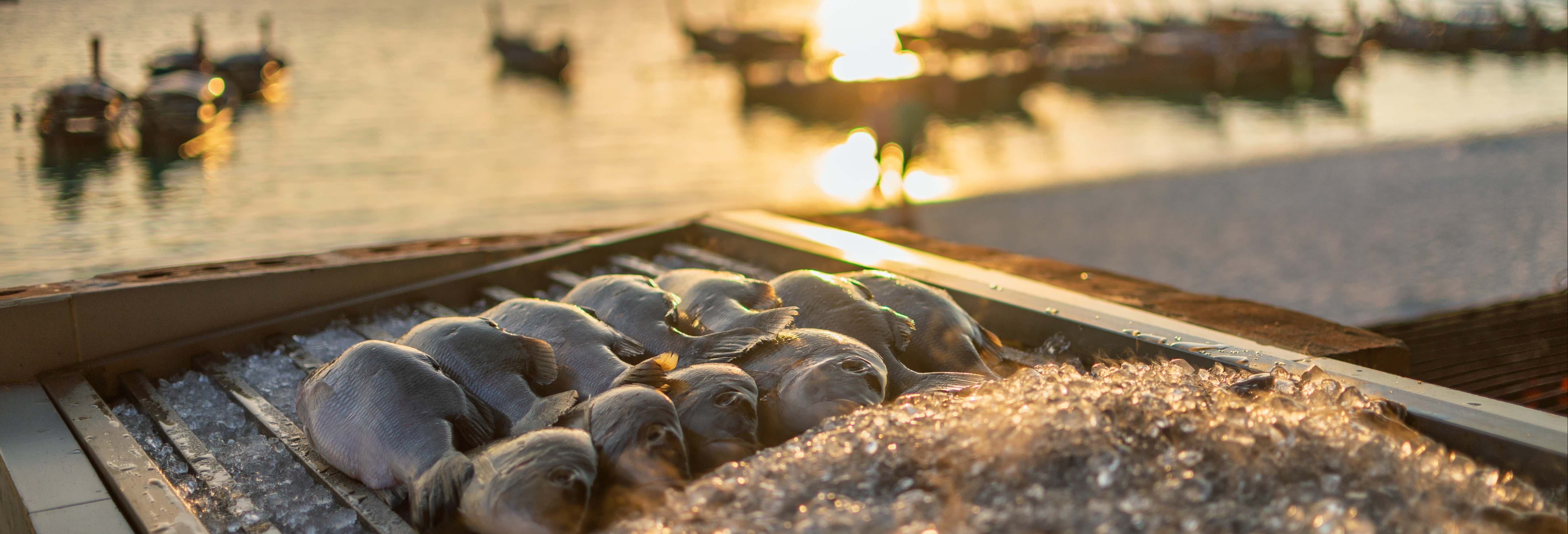 Pesca en el Mar Menor