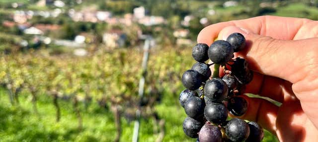 Excursión a Laguardia + Visita a una bodega con cata