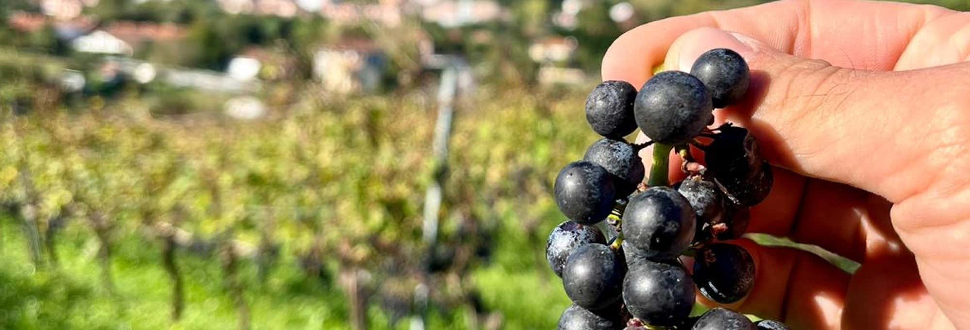 Excursión a Laguardia + Visita a una bodega con cata