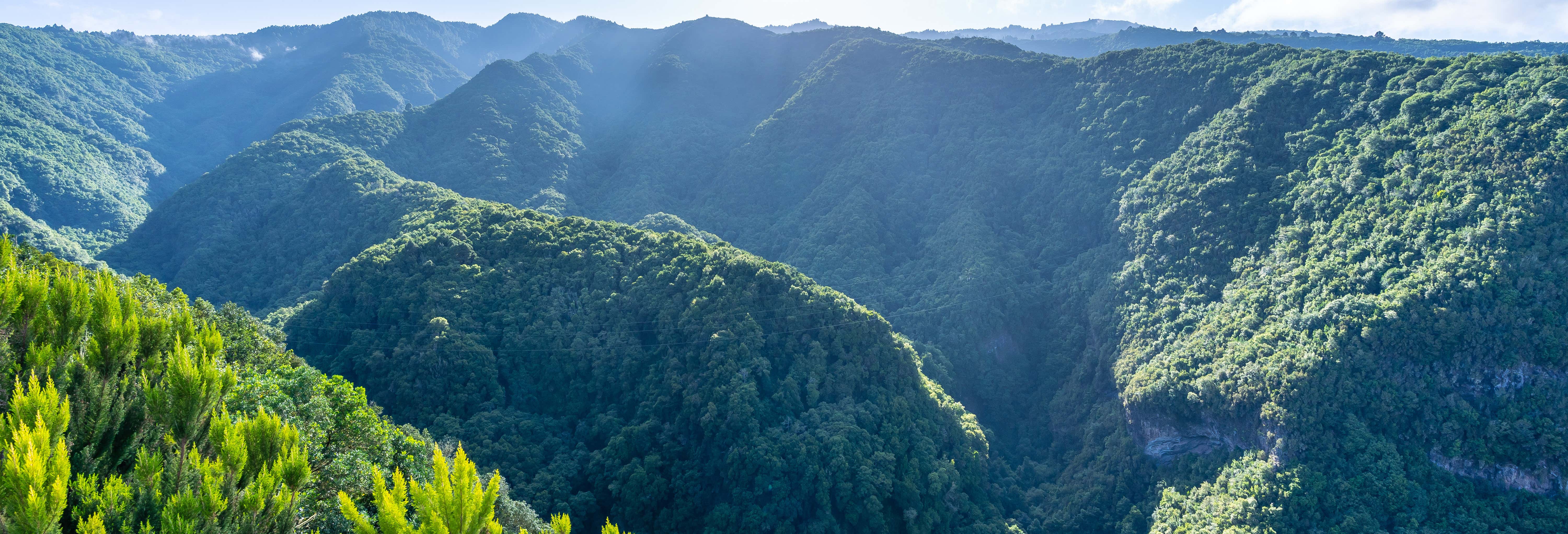 La Palma Cubo de la Galga Enchanted Forest Hike