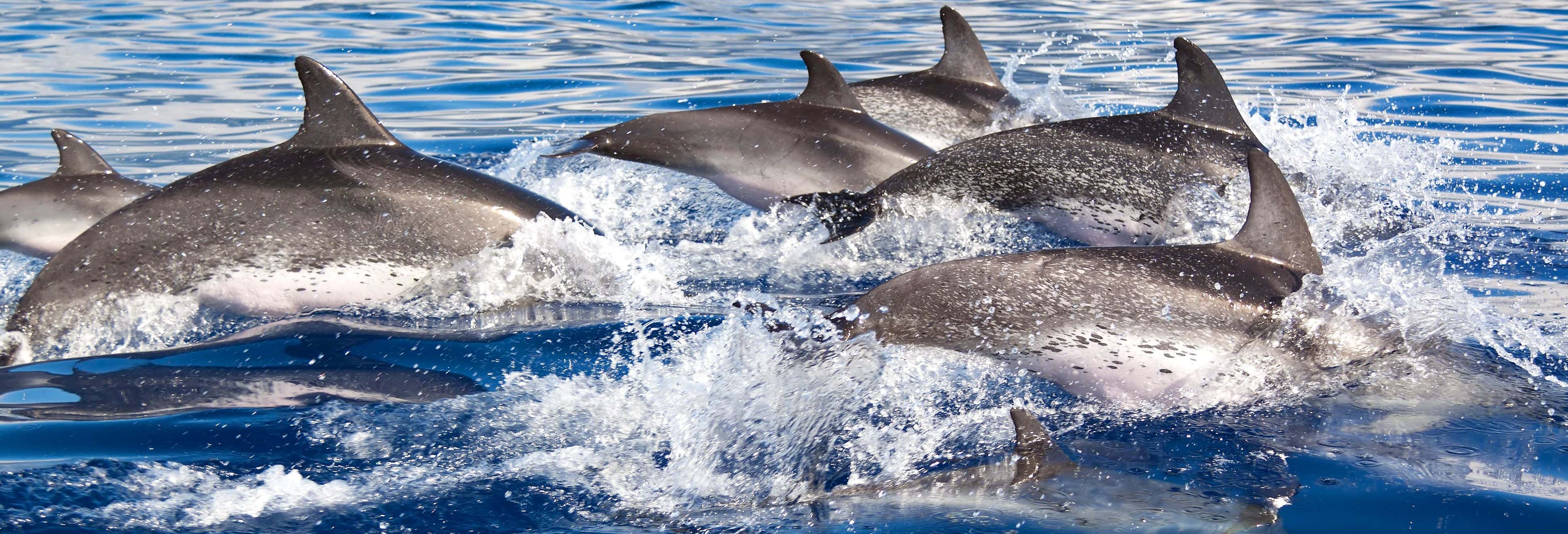 Dolphin Watching in South Mallorca