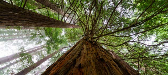 Escursione a San Vicente de la Barquera + Foresta di Sequoie