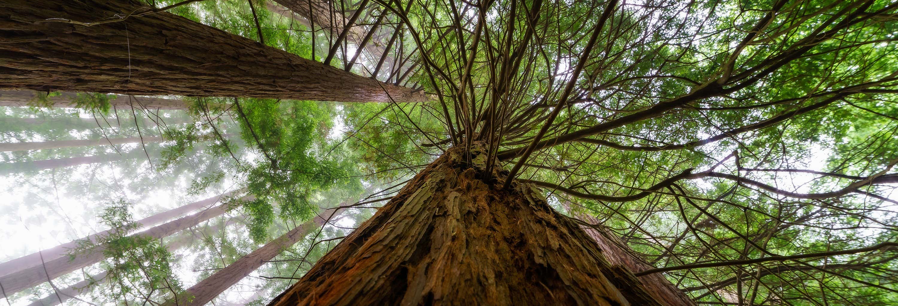 Escursione a San Vicente de la Barquera + Foresta di Sequoie