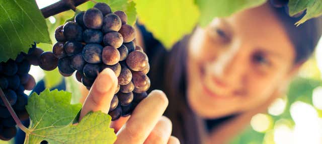 Visita a Quinta Sardonia