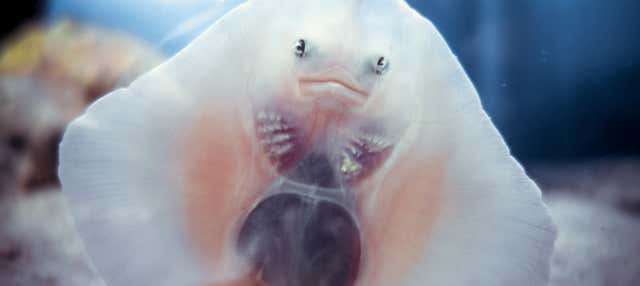 Biglietti per l'Acquario di Siviglia