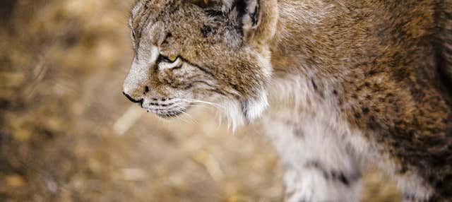 Escursione a Doñana