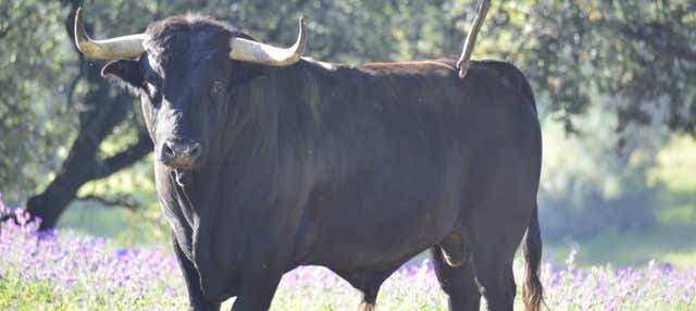 Élevage de taureaux en Andalousie : Visite du Campo Bravo
