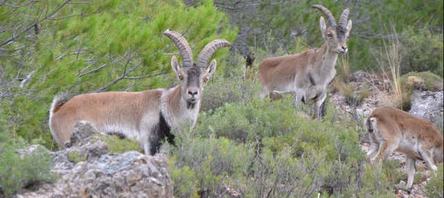 Tour di Sierra de Cazorla, Segura y Las Villas in 4x4