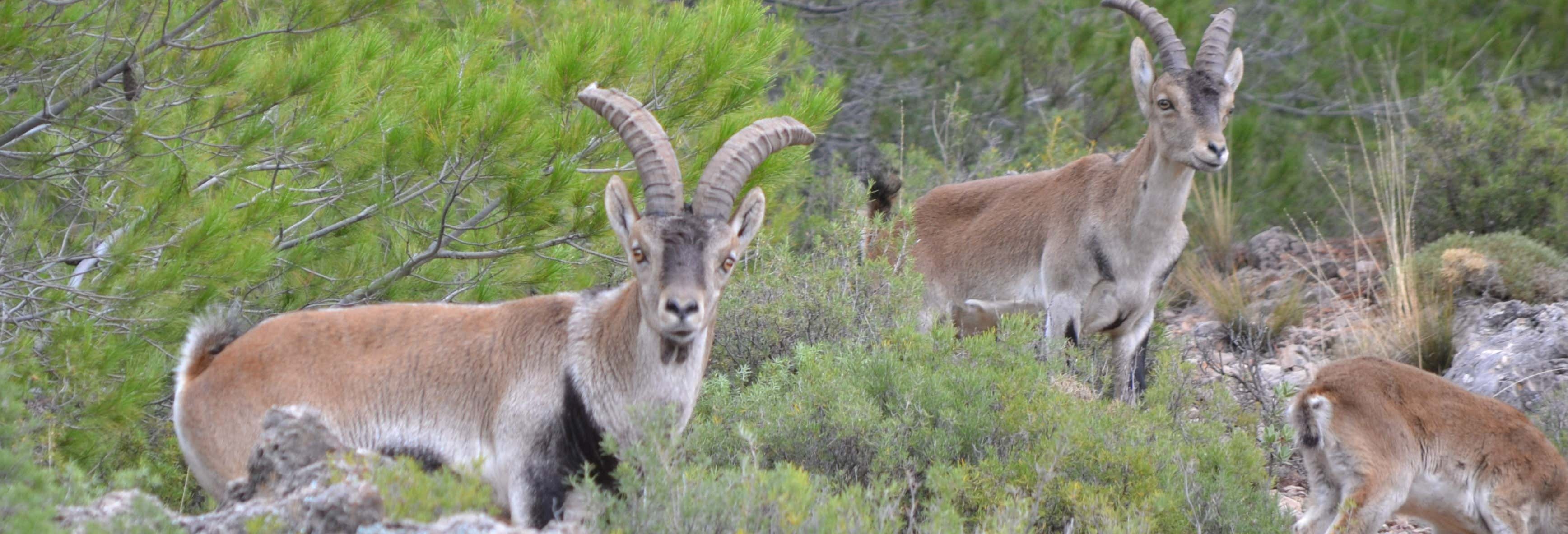 Tour di Sierra de Cazorla, Segura y Las Villas in 4x4